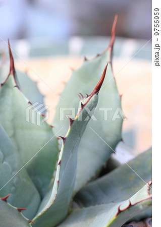 アガベ 吉祥天(バリー)の棘 アガベ 吉祥天(バリー)の棘 9766959