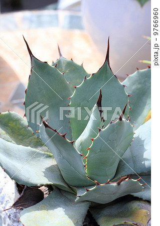 アガベ 吉祥天(バリー) アガベ 吉祥天(バリー) 9766960