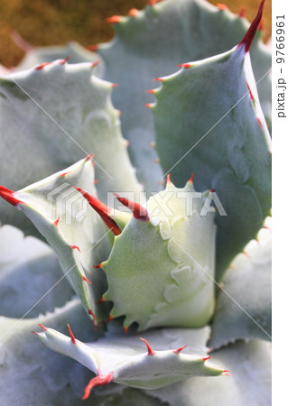 アガベ　雷神 9766961