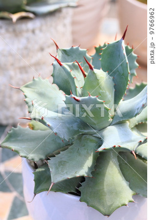 アガベ 雷神(ポタトルム) アガベ 雷神(ポタトルム) 9766962