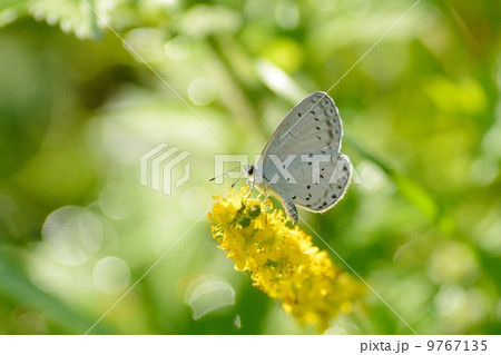 ルリシジミ 9767135