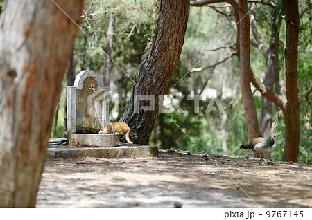 Peacocks and cats living together in Plaka forest Peacocks and cats living together in Plaka forest 9767145