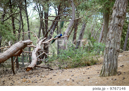Peacock sitting on a tree branch in Plaka forest Peacock sitting on a tree branch in Plaka forest 9767146