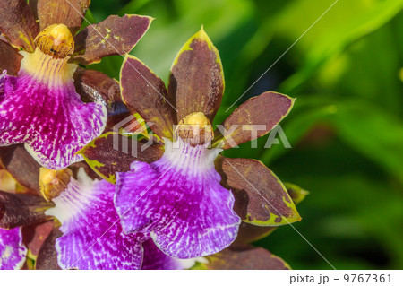 ジゴペタラム 9767361