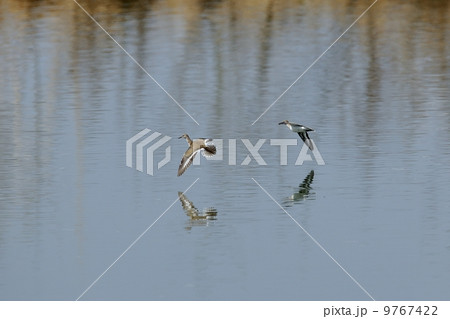 イソシギ イソシギ 9767422