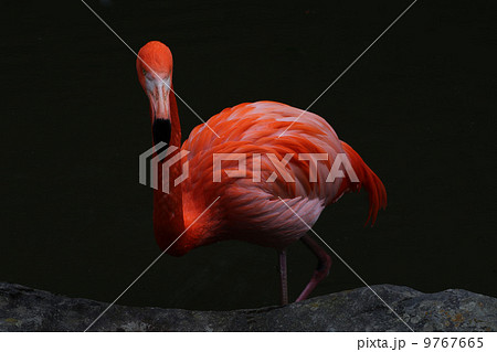 フラミンゴ 9767665