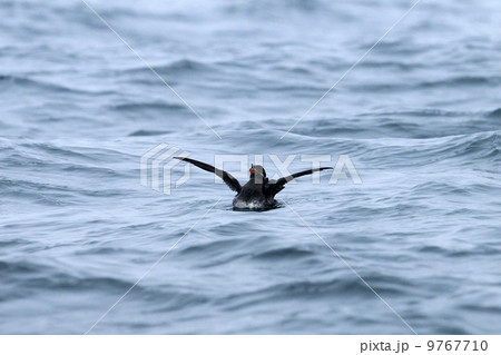 ウトウ ウトウ 9767710