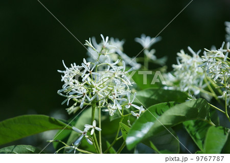 一葉たご ナンジャモンジャの木と呼ばれています。 一葉たご ナンジャモンジャの木と呼ばれています。 9767787