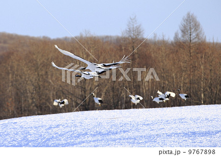 タンチョウ タンチョウ 9767898