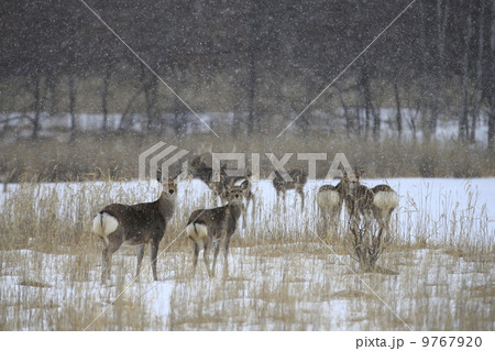 エゾシカ 9767920