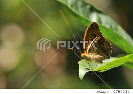メスグロヒョウモン♂ 9769259