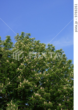 栃の木　たくさんの白い花が咲いています。 9769261