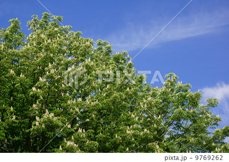 栃の木 たくさんの白い花が咲いています。 栃の木 たくさんの白い花が咲いています。 9769262