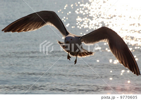 うみねこ 9770605