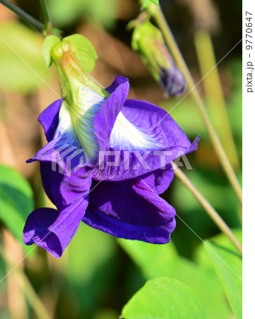 Blue Butterfly Pea Flowers Blue Butterfly Pea Flowers 9770647