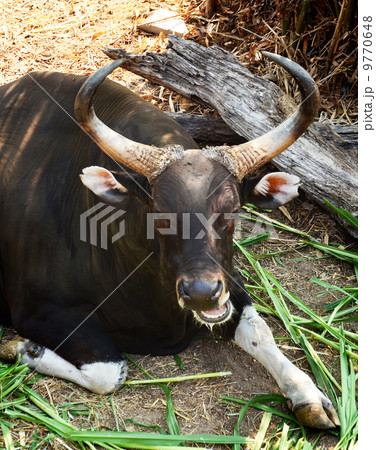 Gaur and Banteng in rainforest 9770648