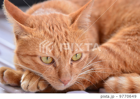 Cat portrait 9770649