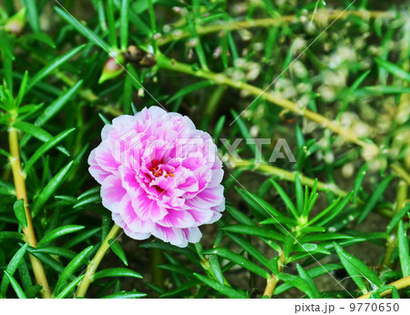 pink flowers in a field 9770650