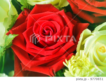 Valentine Red Rose 9770651