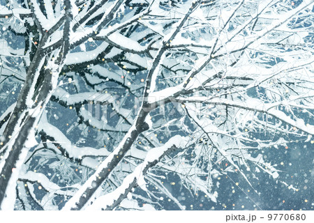 雪が積もる木 9770680