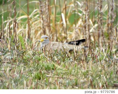 春のケリ 春のケリ 9770786