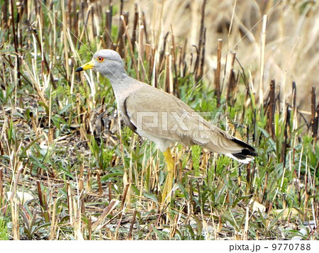 春のケリ 9770788