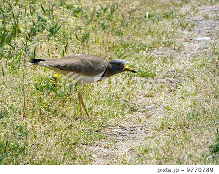 春のケリ 春のケリ 9770789