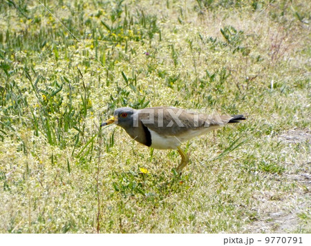 春のケリ 9770791