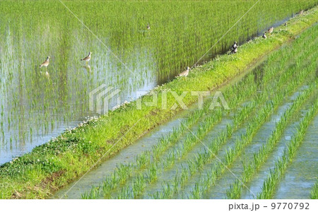 田植えとケリ 田植えとケリ 9770792