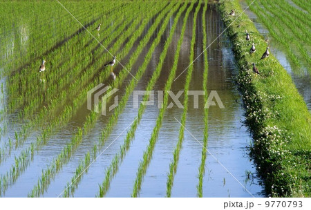 田植えとケリ 田植えとケリ 9770793