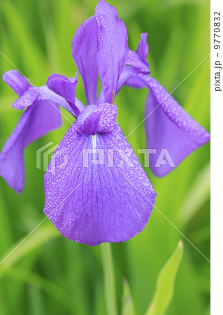 カキツバタ カキツバタ 9770832