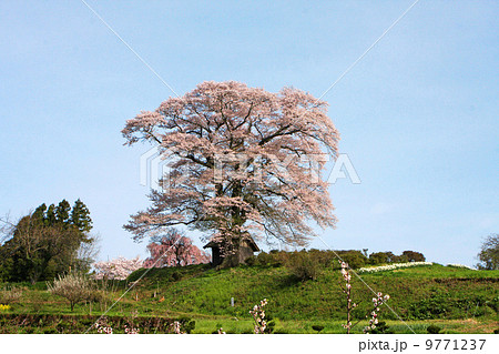 三春・天神桜 9771237