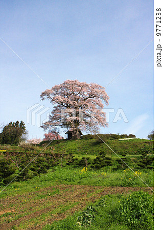 三春・天神桜 9771238