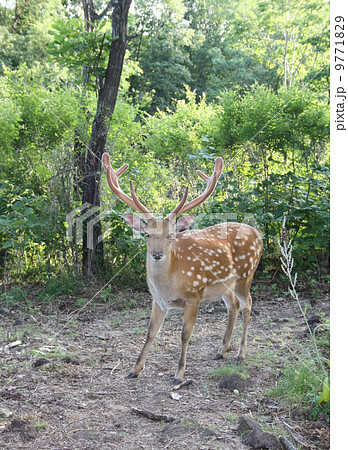 Graceful animal - a spotty deer with the big horns. 9771829