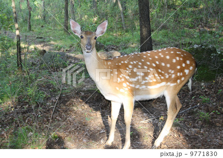 Female of a spotty deer in wood. 9771830