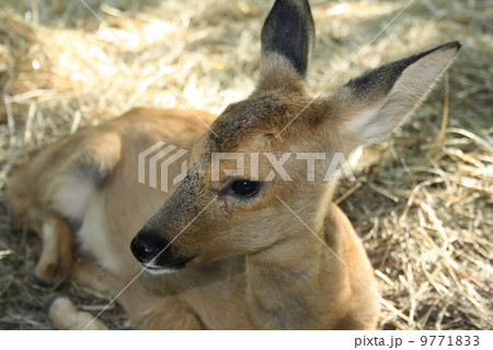 Young deer. Was born one month ago. Young deer. Was born one month ago. 9771833