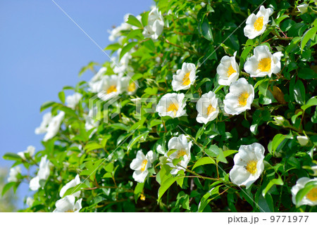 ナニワノイバラ ナニワノイバラ 9771977