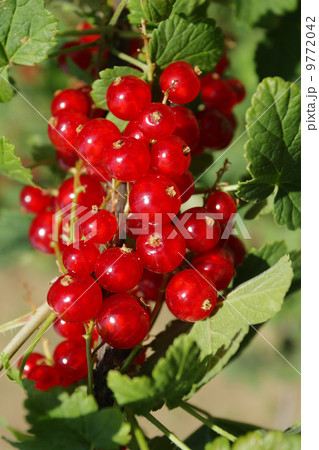 red currant 9772042