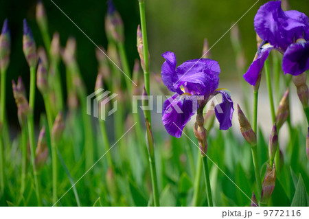 ジャーマンアイリス ジャーマンアイリス 9772116