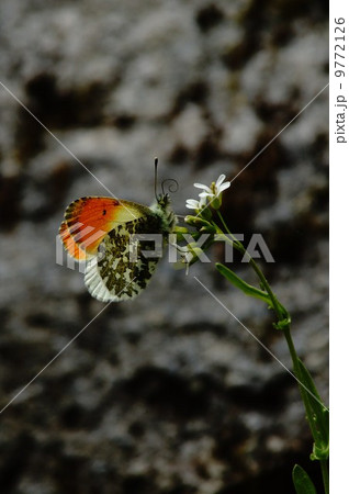 福袋 クモマツマキチョウ ♀ 大仙丈沢・山梨県 産 虫類用品