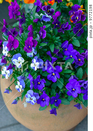 パンジー パンジー 9772198