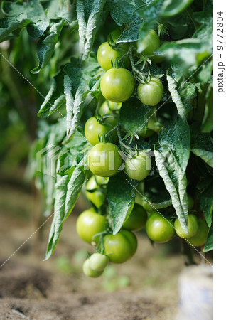 Green tomato plant sprayed with chemical mixture 9772804
