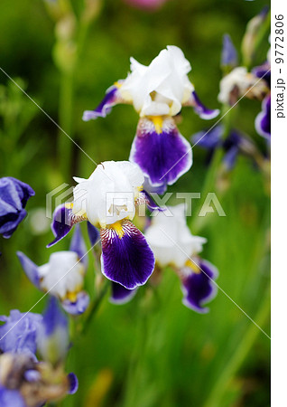 Irises blossoming in a garden 9772806