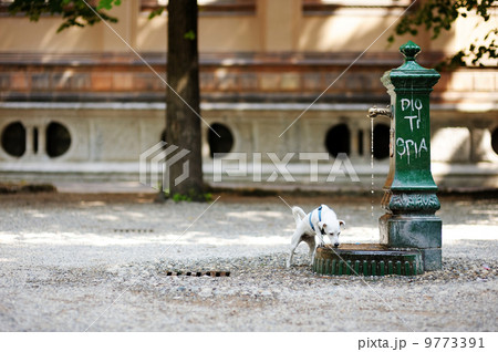 Dog drinking water from a fountain 9773391