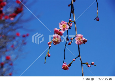 2月花 コウバイ・バラ科139 2月花 コウバイ・バラ科139 9773536