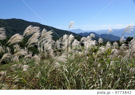 ススキ(タカノハ) ススキ(タカノハ) 9773842