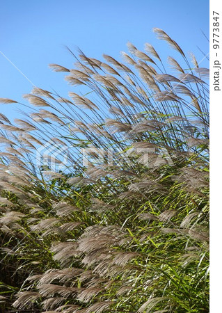 ススキ(タカノハ) ススキ(タカノハ) 9773847