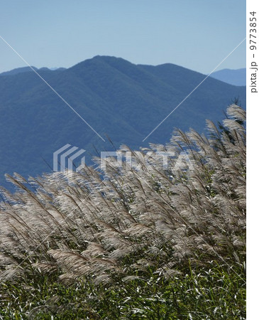 ススキ(タカノハ) ススキ(タカノハ) 9773854