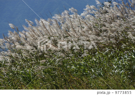 ススキ(タカノハ) ススキ(タカノハ) 9773855