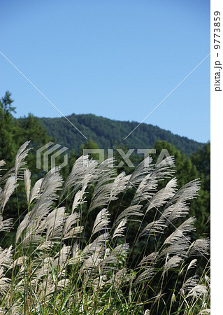 ススキ(タカノハ) ススキ(タカノハ) 9773859